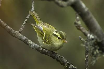 Buff-barred Warbler