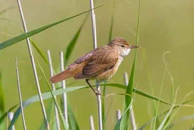 Eurasian Reed Warbler