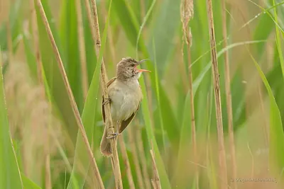 Great Reed Warbler