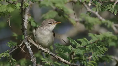 Olive-tree Warbler