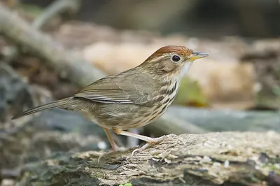 Puff-throated Babbler