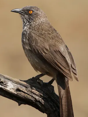 Arrow-marked Babbler