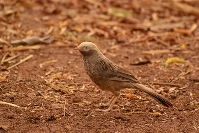 Yellow-billed Babbler