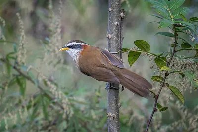 Streak-breasted Scimitar Babbler