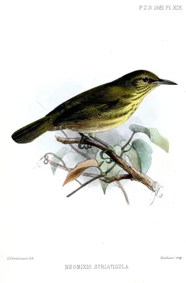 Stripe-throated Jery