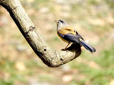 Blue-winged Minla