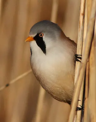 Bearded Reedling