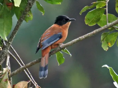 Rufous Sibia
