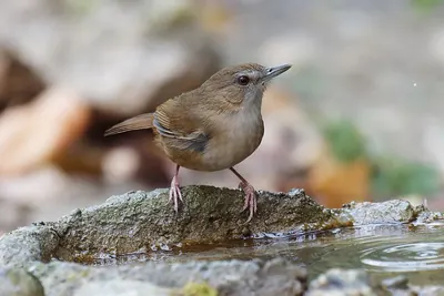Malacocincla abbotti