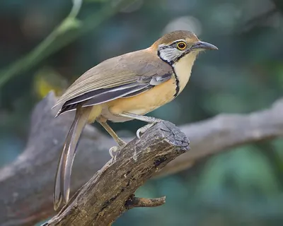 Greater Necklaced Laughingthrush