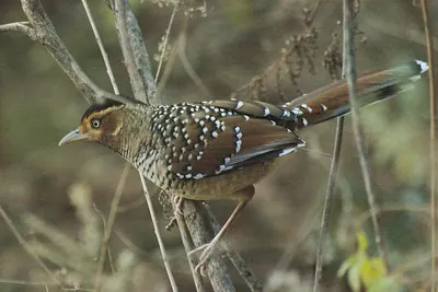 Spotted Laughingthrush