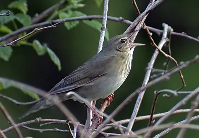 Eurasian River Warbler