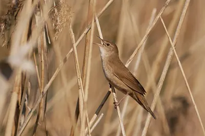 Savi's Warbler