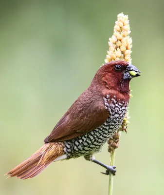 Spice Finch
