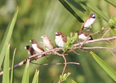 Five-colored Munia
