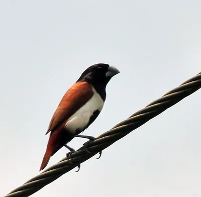 Black-headed Munia