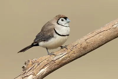 Double-barred Finch