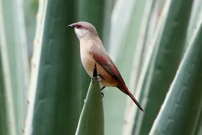 Crimson-rumped Waxbill