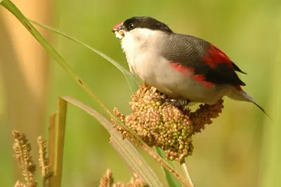Black-crowned Waxbill