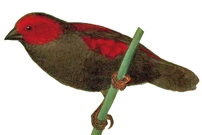 Dusky Crimsonwing