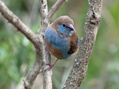 Red-cheeked Cordon-bleu