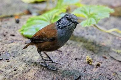 Grey-breasted Wood-Wren