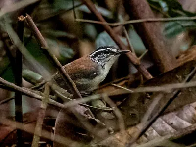 White-breasted Wood-wren