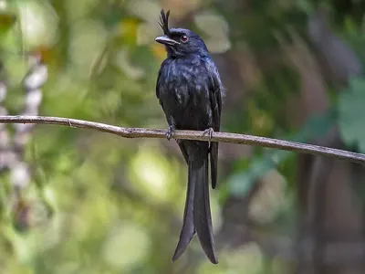 Madagascar Crested Drongo