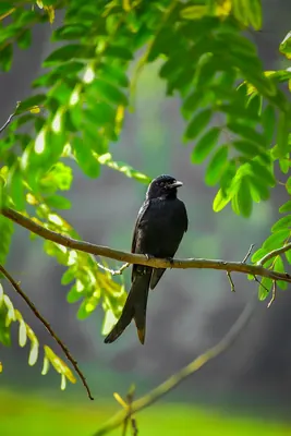 Black Drongo