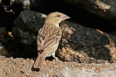 Southern Masked Weaver