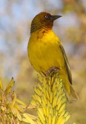 Cape Weaver