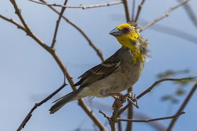 Sakalava Weaver