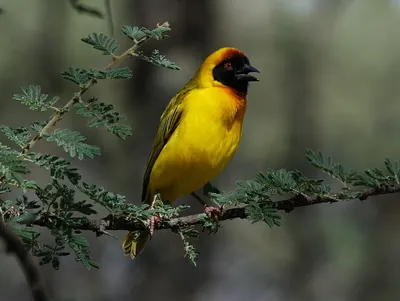 Vitelline Masked Weaver