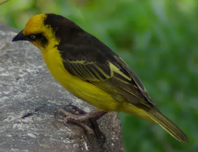 Baglafecht Weaver