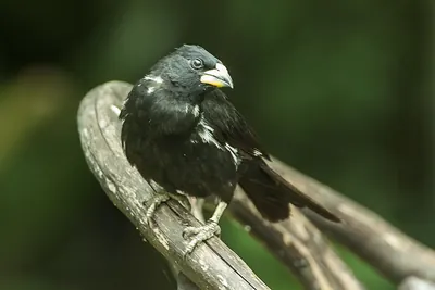 White-billed Buffalo-Weaver