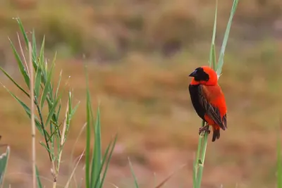 Red Bishop