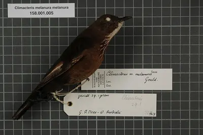 Black-tailed Treecreeper