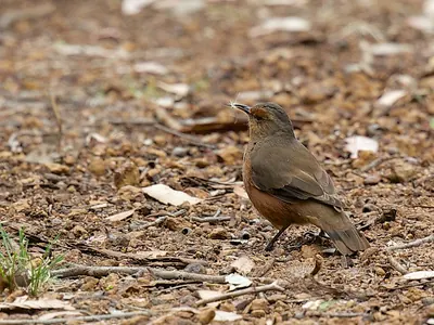 Rufous Treecreeper