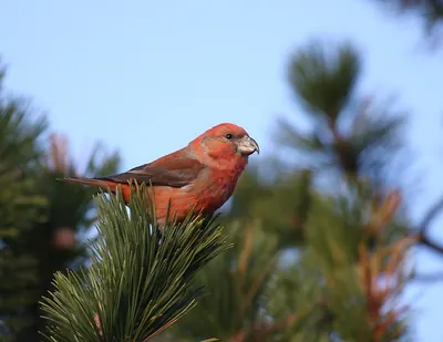 Parrot Crossbill