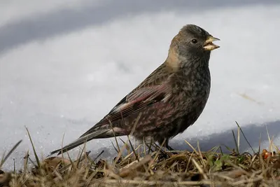 Asian Rosy-finch