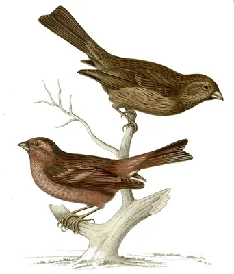 Himalayan Beautiful Rosefinch