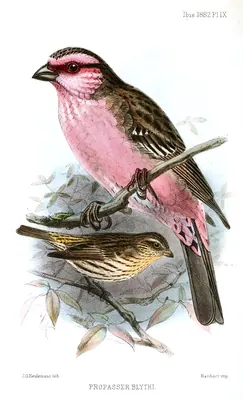 White-browed Rosefinch