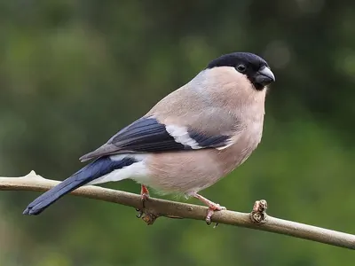 Bullfinch