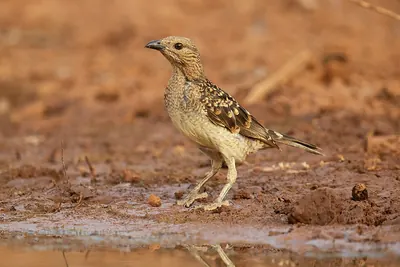 Spotted Bowerbird