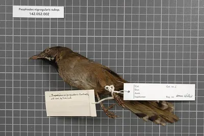 Western Whipbird (Black-throated)