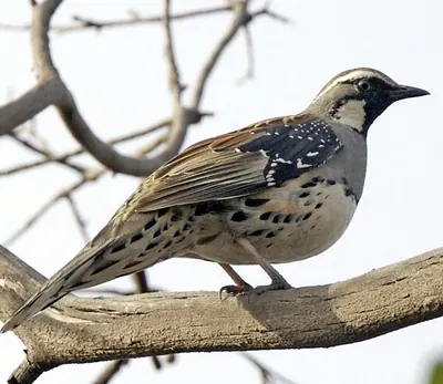 Spotted Quail-thrush