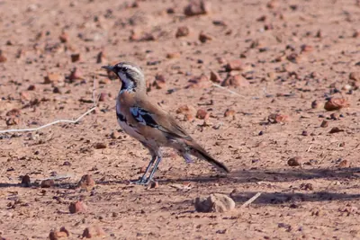 Cinnamon Quail-thrush