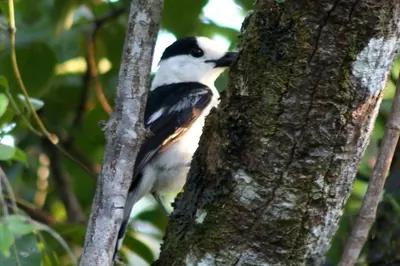 Hook-billed Vanga