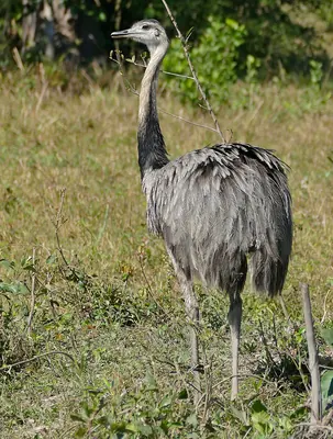 Greater Rhea