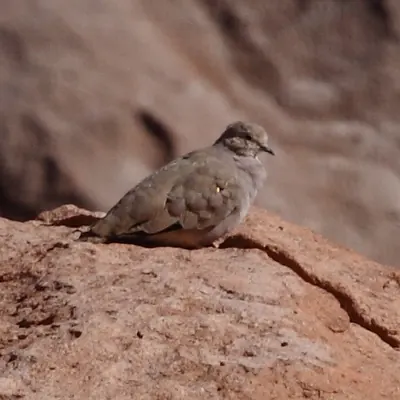 Golden-spotted Ground-dove